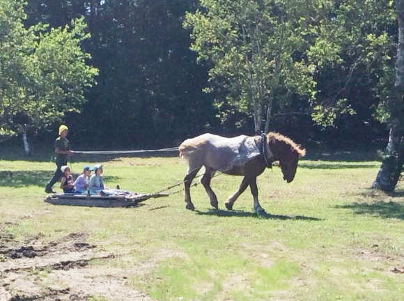 馬ぞり体験。間近で見る馬の姿が強く印象に残った