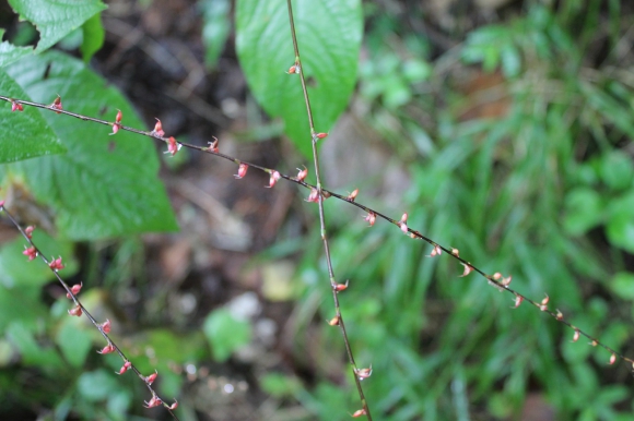 「東御の森」では種類豊富な山野草やきれいな花が参加者を出迎えた