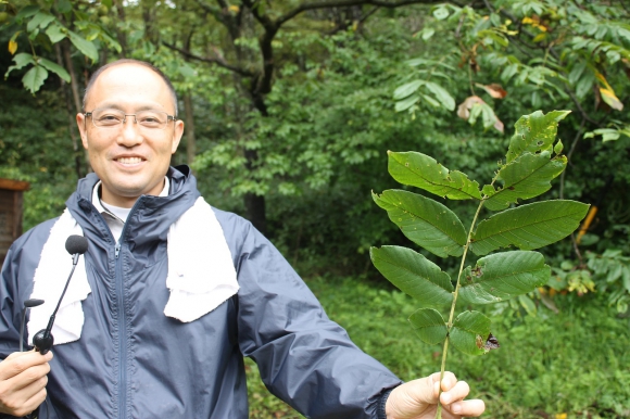 福井さんが手にしているのは「オニグルミ」という植物、葉が分かれているように見えるが、これで1枚の葉だという