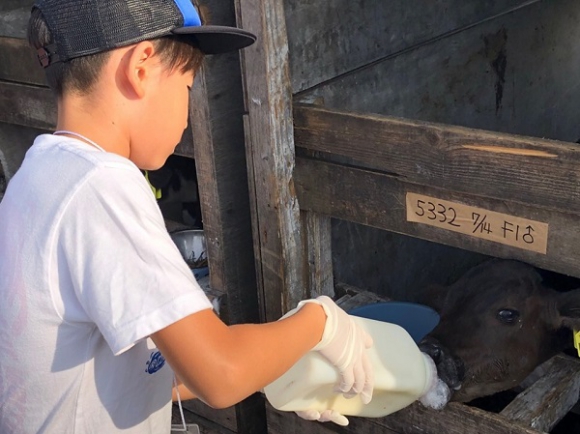 ワタミファーム美幌峠牧場では、子牛へミルクをあげた。この子牛も、成長したら食肉として出荷されるのだろうか