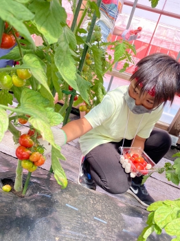 オーガニックの野菜を収穫